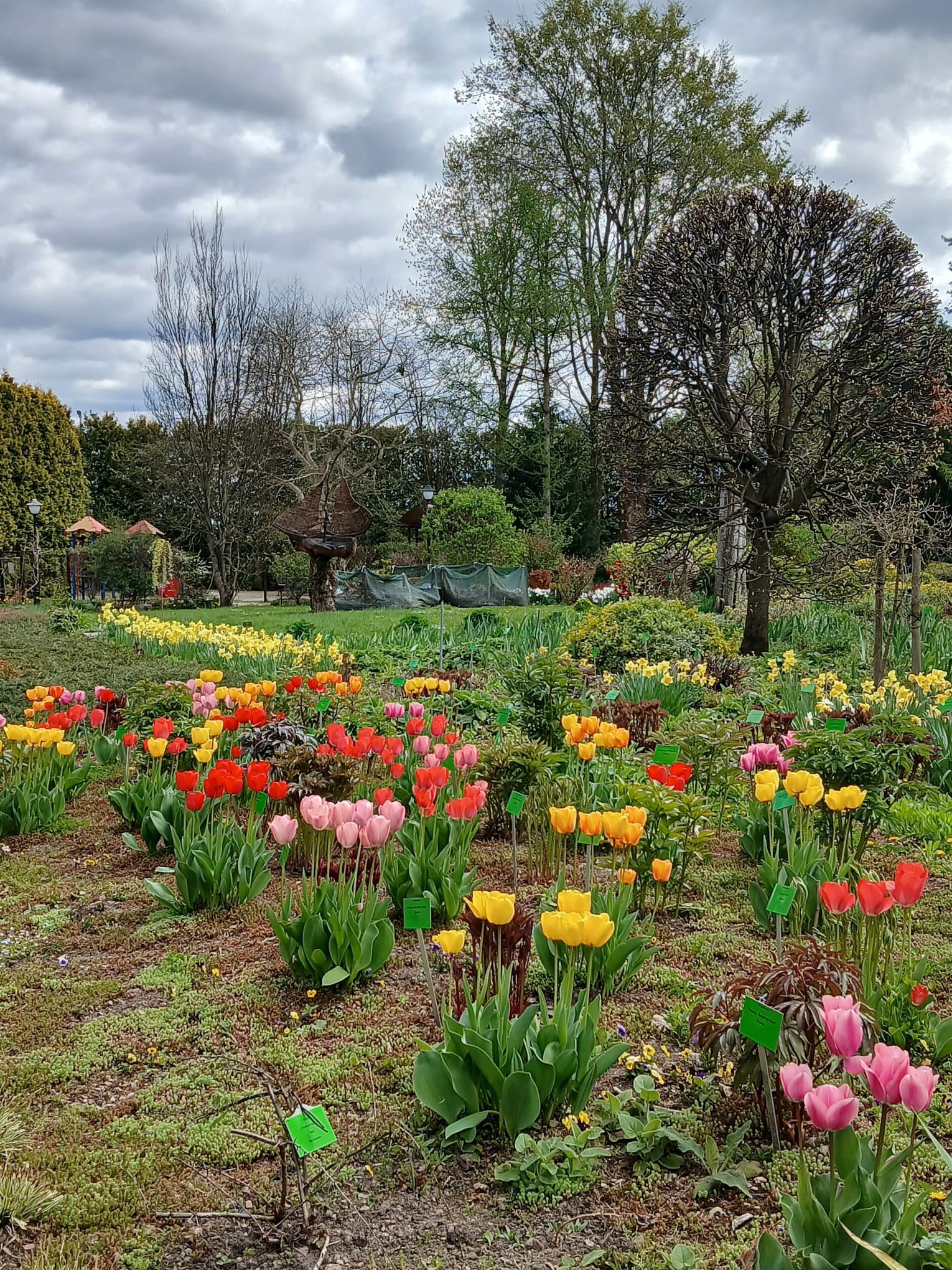 WIdok na polanę pełną kwitnących tulipanów