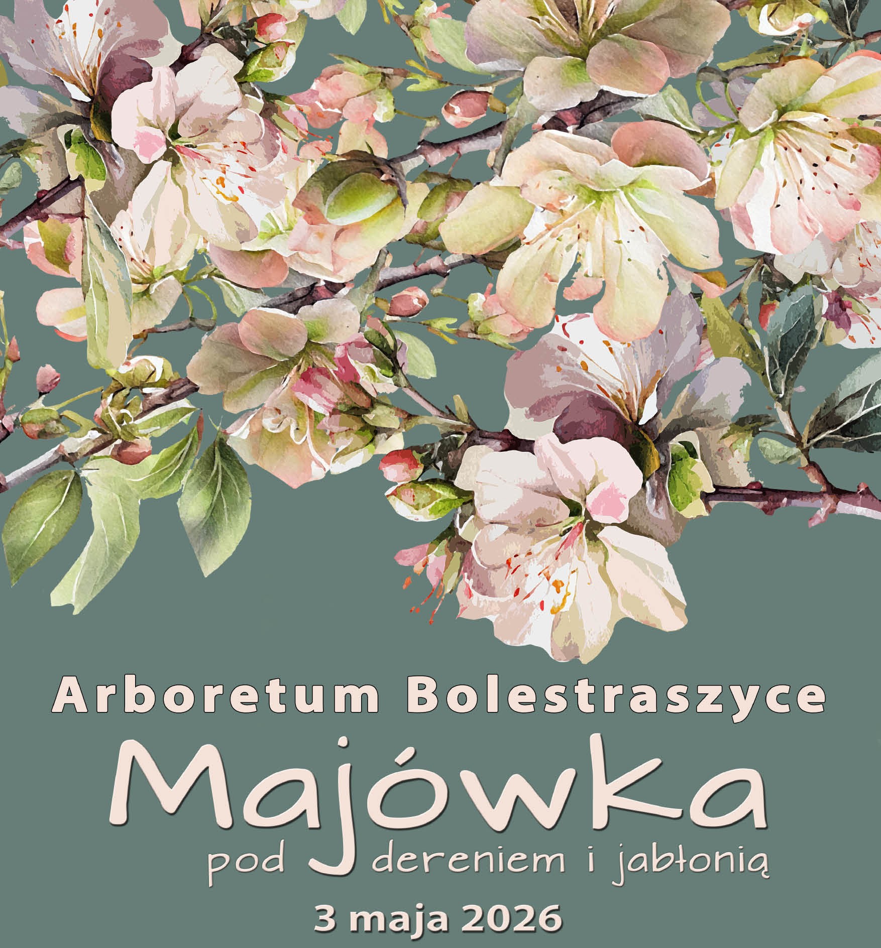 zdjęcie kwitnącej jabłoni